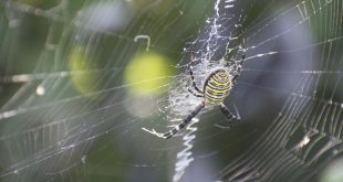Rahasia lem laba-laba diungkap oleh penelitian genetika – The Conversation – ID