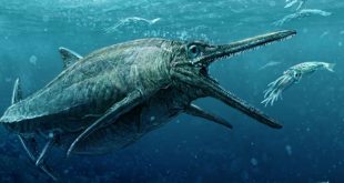 Peneliti Temukan Dinosaurus Ichthyosaurus Makan Hewan Laut Sebesar 4 Meter – Okezone