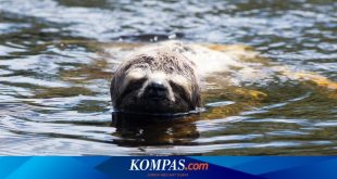 5 Hewan Darat yang Pandai Berenang – Kompas.com – KOMPAS.com