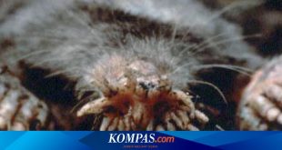 Fakta-fakta Tikus Mondok Hidung Bintang, Pemangsa Tercepat di Dunia – Kompas.com – KOMPAS.com